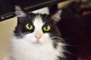 Mercedes, Adult Female unknown