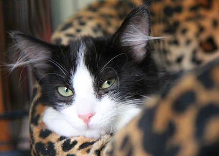 Mercedes, an adoptable Domestic Medium Hair, Maine Coon in Newport Beach, CA, 92658 | Photo Image 2