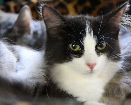 Mercedes, an adoptable Domestic Medium Hair, Maine Coon in Newport Beach, CA, 92658 | Photo Image 3