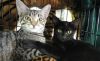 Coco and Foxy photo 1