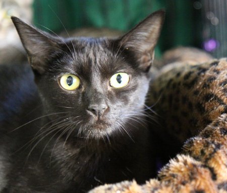 Coco and Foxy, an adoptable Domestic Short Hair in Newport Beach, CA, 92658 | Photo Image 2