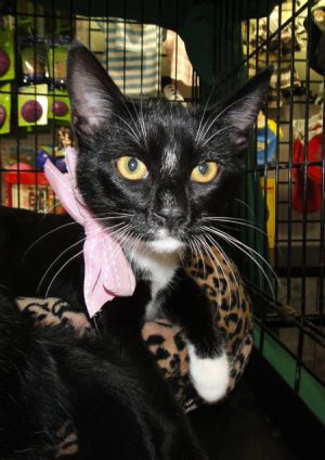 Suki, Young Female unknown