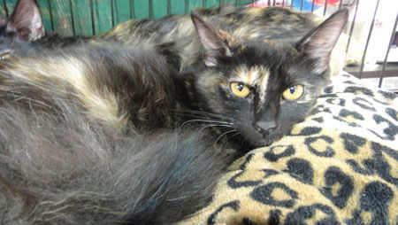 Sasha, an adoptable Tortoiseshell in Newport Beach, CA, 92658 | Photo Image 1