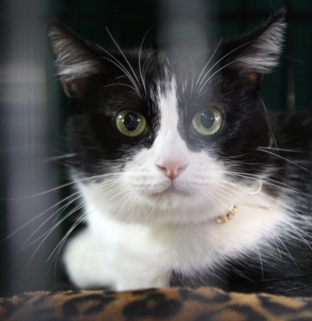 Hana, an adoptable Domestic Short Hair in Newport Beach, CA, 92658 | Photo Image 1