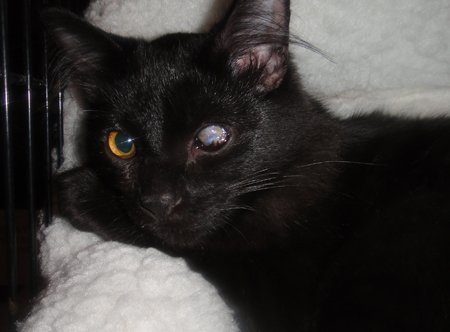 Blackjack, an adoptable Domestic Medium Hair in Newport Beach, CA, 92658 | Photo Image 1