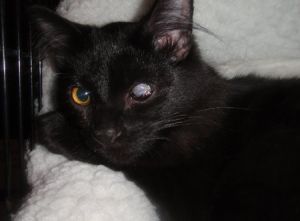 Blackjack, Young Male unknown