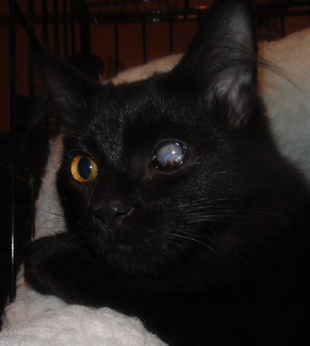 Blackjack, an adoptable Domestic Medium Hair in Newport Beach, CA, 92658 | Photo Image 2