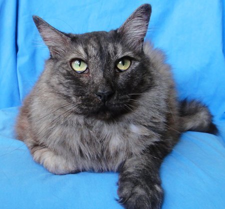 Chelsea, an adoptable Tabby in Newport Beach, CA, 92658 | Photo Image 1