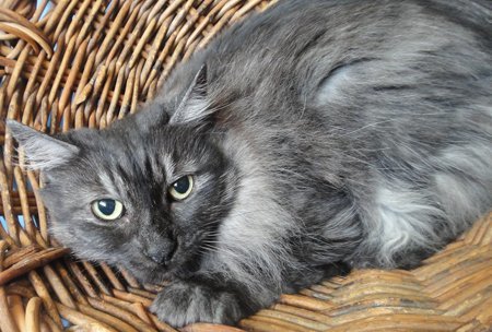 Piper, an adoptable Tabby in Newport Beach, CA, 92658 | Photo Image 1