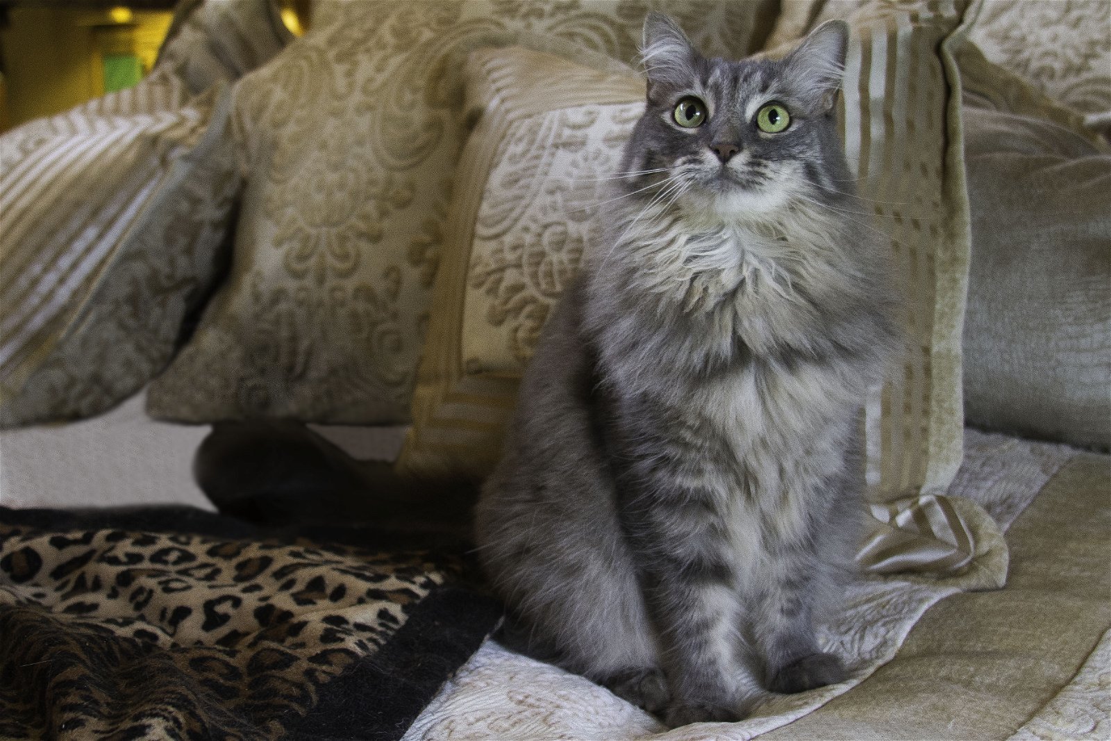 Royce, an adoptable Maine Coon, Domestic Long Hair in Newport Beach, CA, 92658 | Photo Image 1