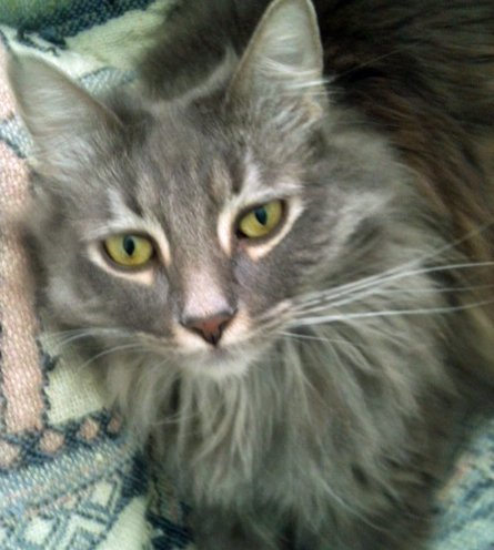 Royce, an adoptable Maine Coon, Domestic Long Hair in Newport Beach, CA, 92658 | Photo Image 2