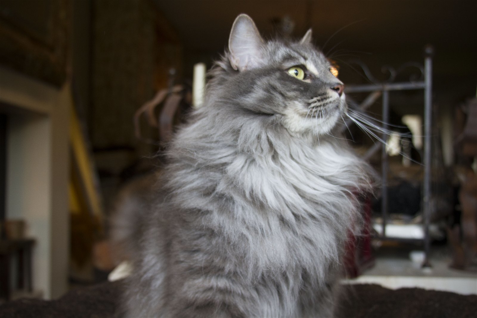 Royce, an adoptable Maine Coon, Domestic Long Hair in Newport Beach, CA, 92658 | Photo Image 3