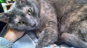 Angel - GiGi&#39;s Daughter, Adult Female unknown