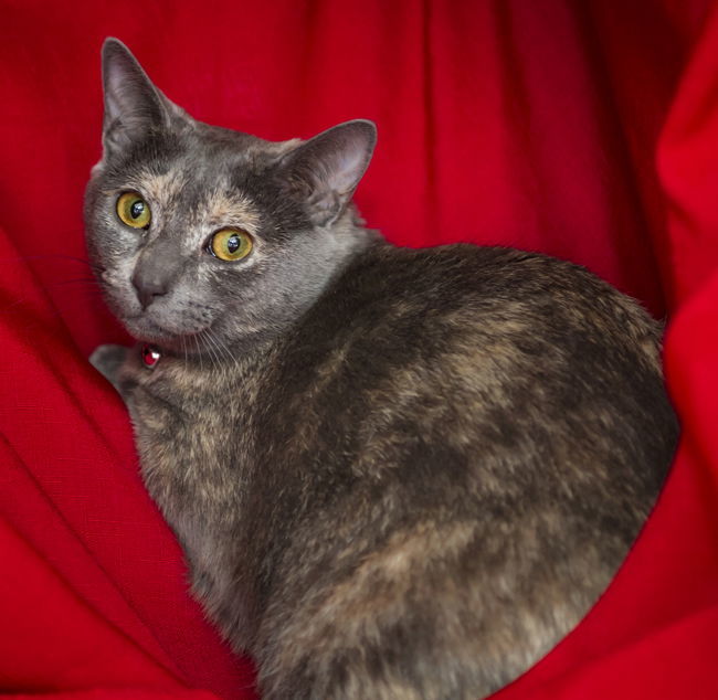 Angel - GiGi's Daughter, an adoptable Domestic Short Hair in Newport Beach, CA, 92658 | Photo Image 3