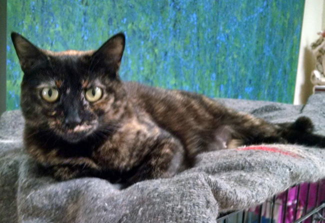 A-Gigi, an adoptable Domestic Short Hair in Newport Beach, CA, 92658 | Photo Image 2