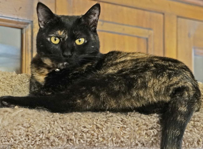 A-Gigi, an adoptable Domestic Short Hair in Newport Beach, CA, 92658 | Photo Image 3