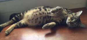 Cleopatra - Adopt With Kitten&#34;Smalls&#34;, Baby Female unknown