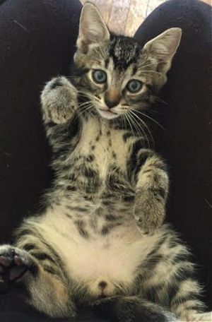 SMALLS - Adopt Me With My Mom!, Baby Male unknown