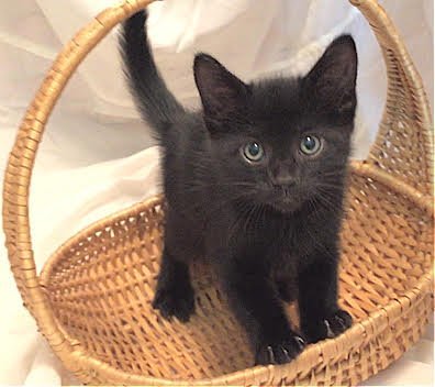 Shadow- I Can Be A Friend To Your Young Cat!, an adoptable Domestic Short Hair, Bombay in Newport Beach, CA, 92658 | Photo Image 1