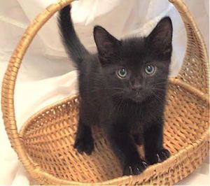 Shadow- I Can Be A Friend To Your Young Cat!, Baby Female unknown