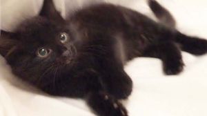Bear - Adopt With My Best Playmate Tas!, Baby Male unknown