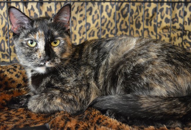 Ninah Is Affectionate!, an adoptable Tortoiseshell in Newport Beach, CA, 92658 | Photo Image 1