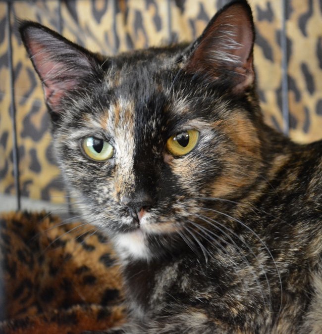 Ninah Is Affectionate!, an adoptable Tortoiseshell in Newport Beach, CA, 92658 | Photo Image 2