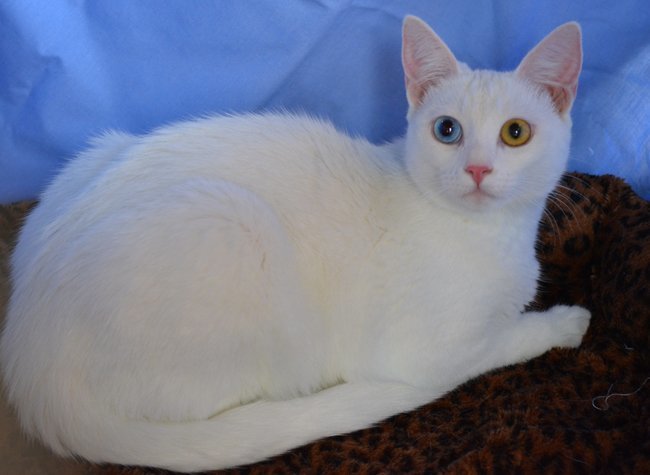 Holly Is Partially Blind, an adoptable Siamese, Domestic Short Hair in Newport Beach, CA, 92658 | Photo Image 1