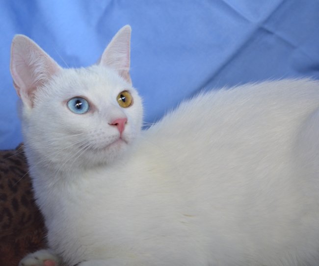 Holly Is Partially Blind, an adoptable Siamese, Domestic Short Hair in Newport Beach, CA, 92658 | Photo Image 2