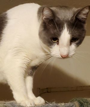A- Donny -I am a Talker! Mom is A Siamese!, Adult Male unknown