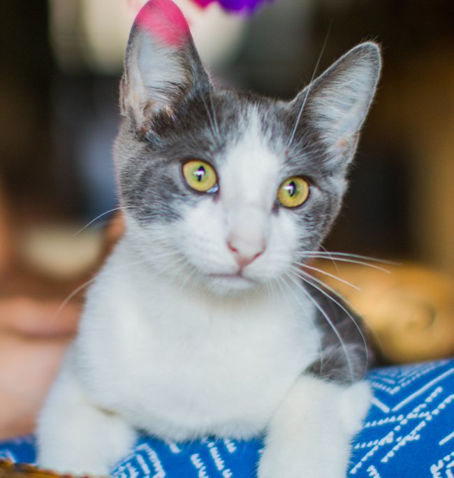 A- Donny -I am a Talker! Mom is A Siamese!, an adoptable Domestic Short Hair, Siamese in Newport Beach, CA, 92658 | Photo Image 3