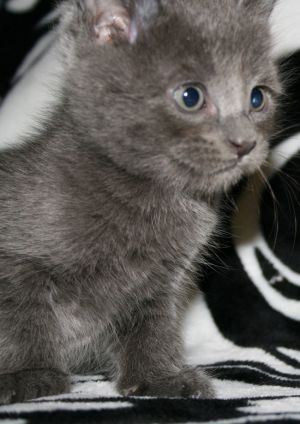 Pebble - I am A Russian Blue