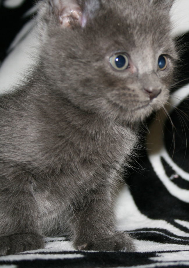 Pebble - I am A Russian Blue, an adoptable Domestic Short Hair in Newport Beach, CA, 92658 | Photo Image 1