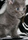 Pebble - I am A Russian Blue photo 1