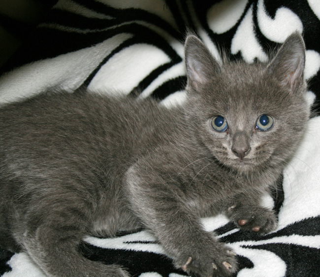 Pebble - I am A Russian Blue, an adoptable Domestic Short Hair in Newport Beach, CA, 92658 | Photo Image 2