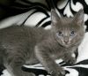 Pebble - I am A Russian Blue photo 2