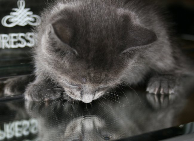 Pebble - I am A Russian Blue, an adoptable Domestic Short Hair in Newport Beach, CA, 92658 | Photo Image 3