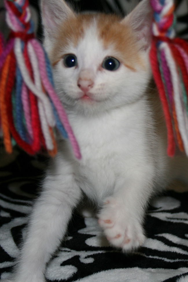 Oliver _ Adopt Me With Pebble, an adoptable Domestic Short Hair in Newport Beach, CA, 92658 | Photo Image 1