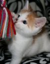 Oliver _ Adopt Me With Pebble photo 2