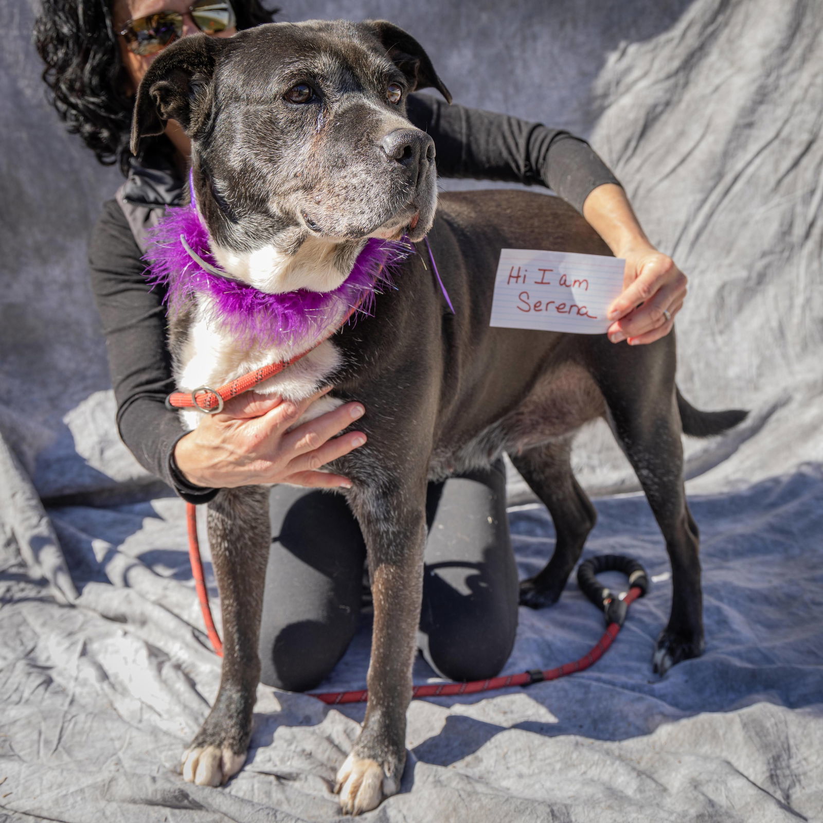 Serena, an adoptable Labrador Retriever, Pit Bull Terrier in Chatsworth, GA, 30705 | Photo Image 1