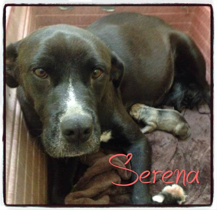 Serena, an adoptable Labrador Retriever, Pit Bull Terrier in Chatsworth, GA, 30705 | Photo Image 2