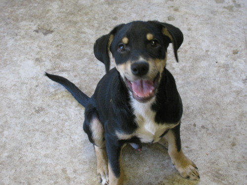 Ferb, an adoptable Rat Terrier, Hound in Snellville, GA, 30039 | Photo Image 1