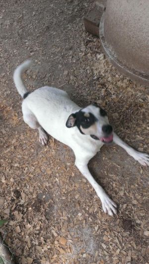 My foster mom named me Checkers because I have a small checkerboard on my head Im really cute as a