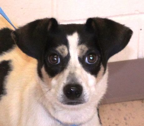 Flash, an adoptable Feist, Jack Russell Terrier in Snellville, GA, 30039 | Photo Image 1