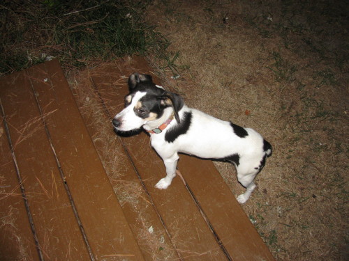 Jack russell hot sale and feist mix