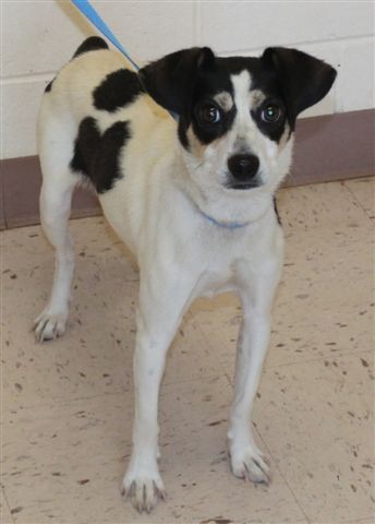 Flash, an adoptable Feist, Jack Russell Terrier in Snellville, GA, 30039 | Photo Image 3