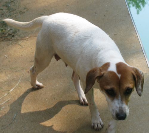 Lady Bird, an adoptable Jack Russell Terrier, Beagle in Snellville, GA, 30039 | Photo Image 1