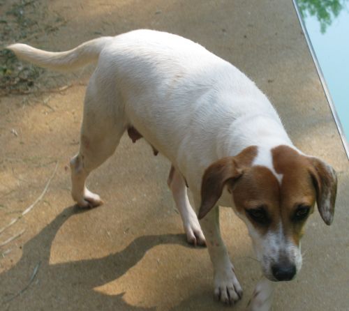 jack russell beagle mix puppy