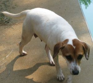 jack russell terrier beagle mix