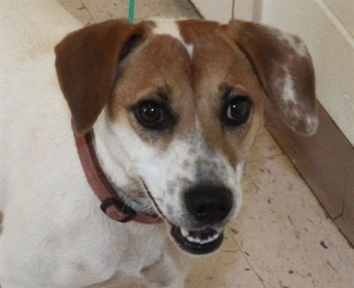 Lady Bird, an adoptable Jack Russell Terrier, Beagle in Snellville, GA, 30039 | Photo Image 2